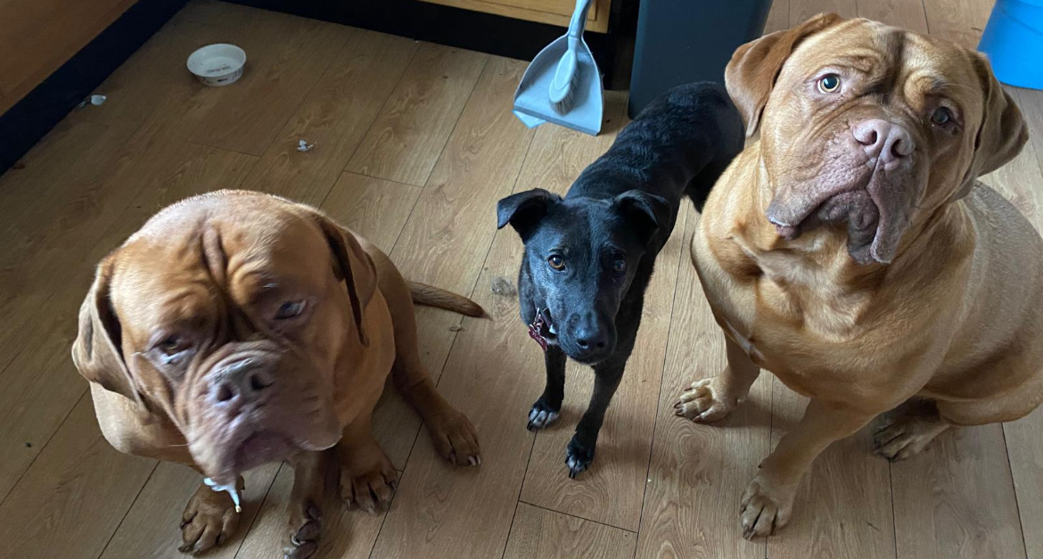 Rosie, Roxy, and Nala