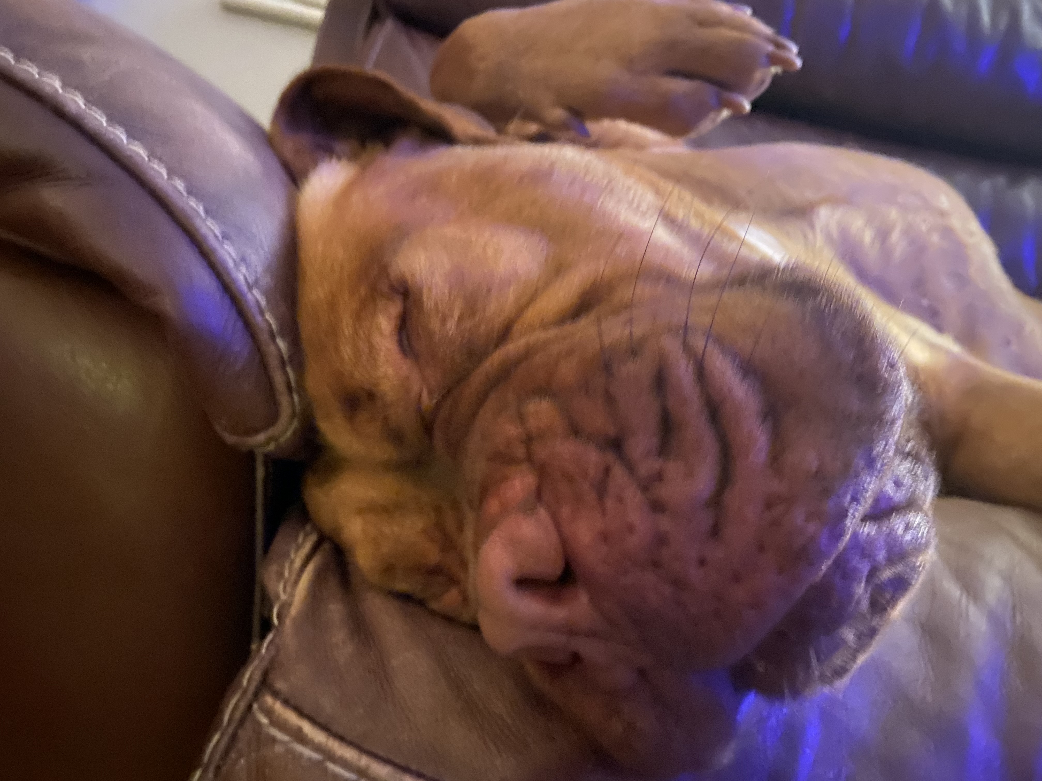 Rosie Upside Down Again